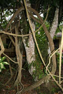 Image of ayahuasca