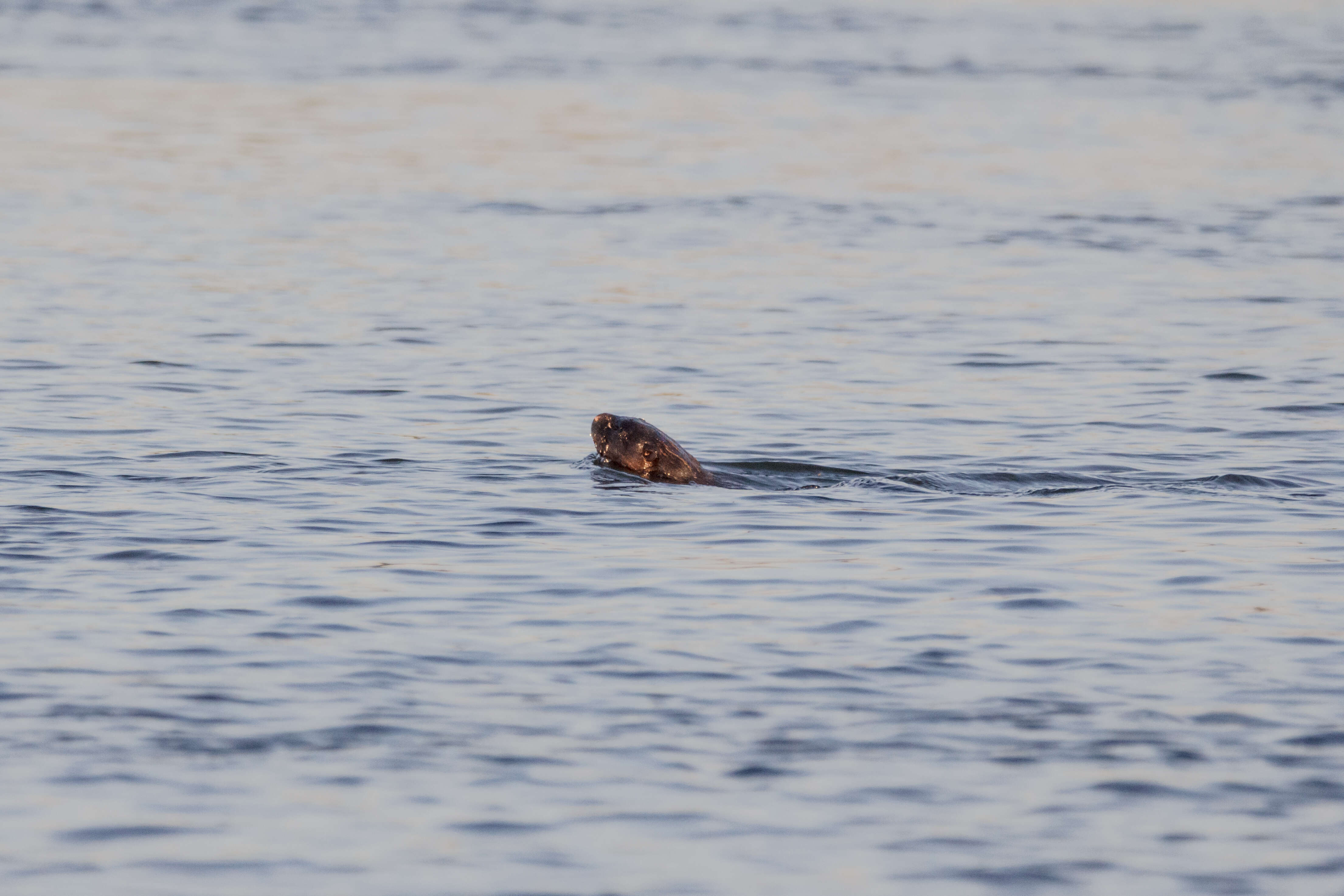 Image of Spotted-necked otter