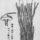 Image of hymenostylium moss
