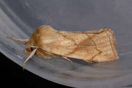 Image of V-lined Quaker Moth