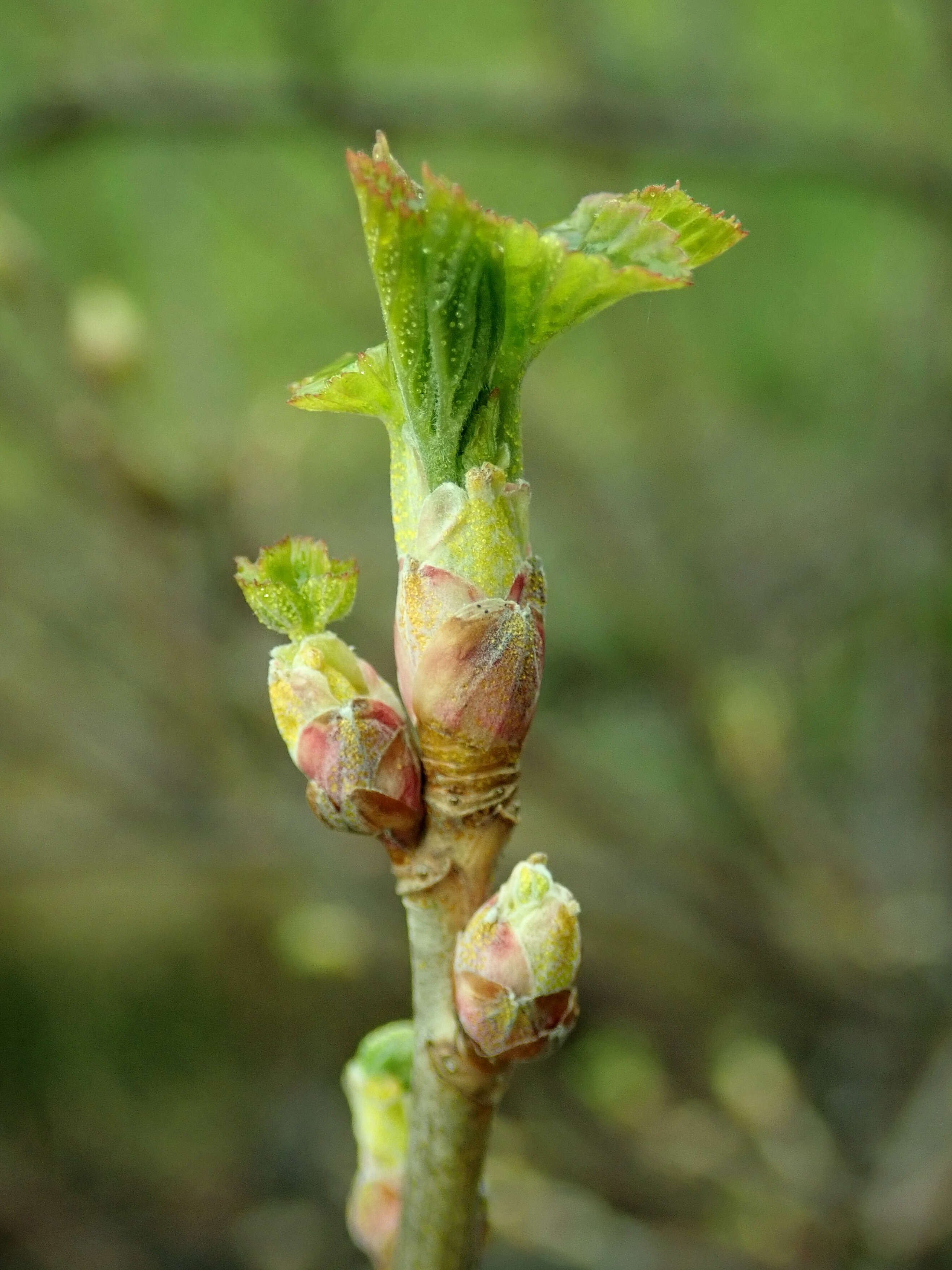 Image of Black Currant