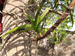 Imagem de Vanda tessellata (Roxb.) Hook. ex G. Don