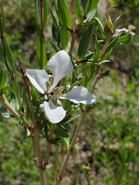 Image of fendlerbush