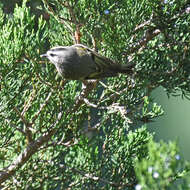 Image of Golden-crowned Kinglet