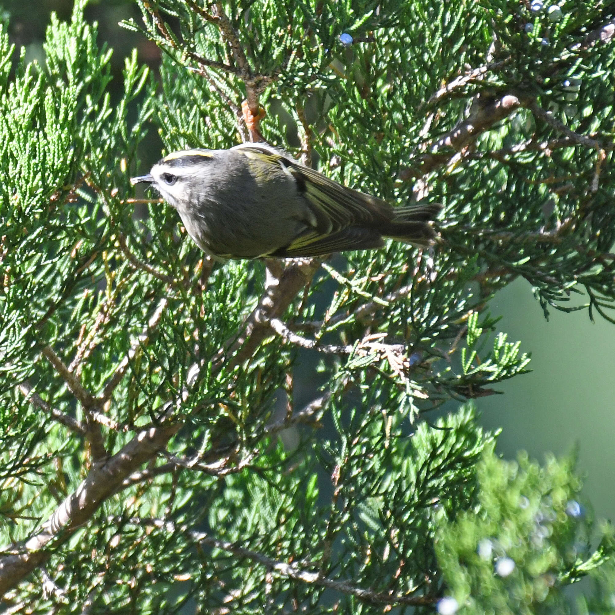 Image of Golden-crowned Kinglet