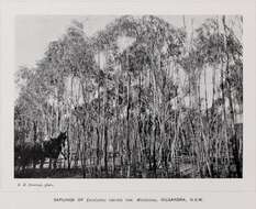 Image of Eucalyptus odorata Behr