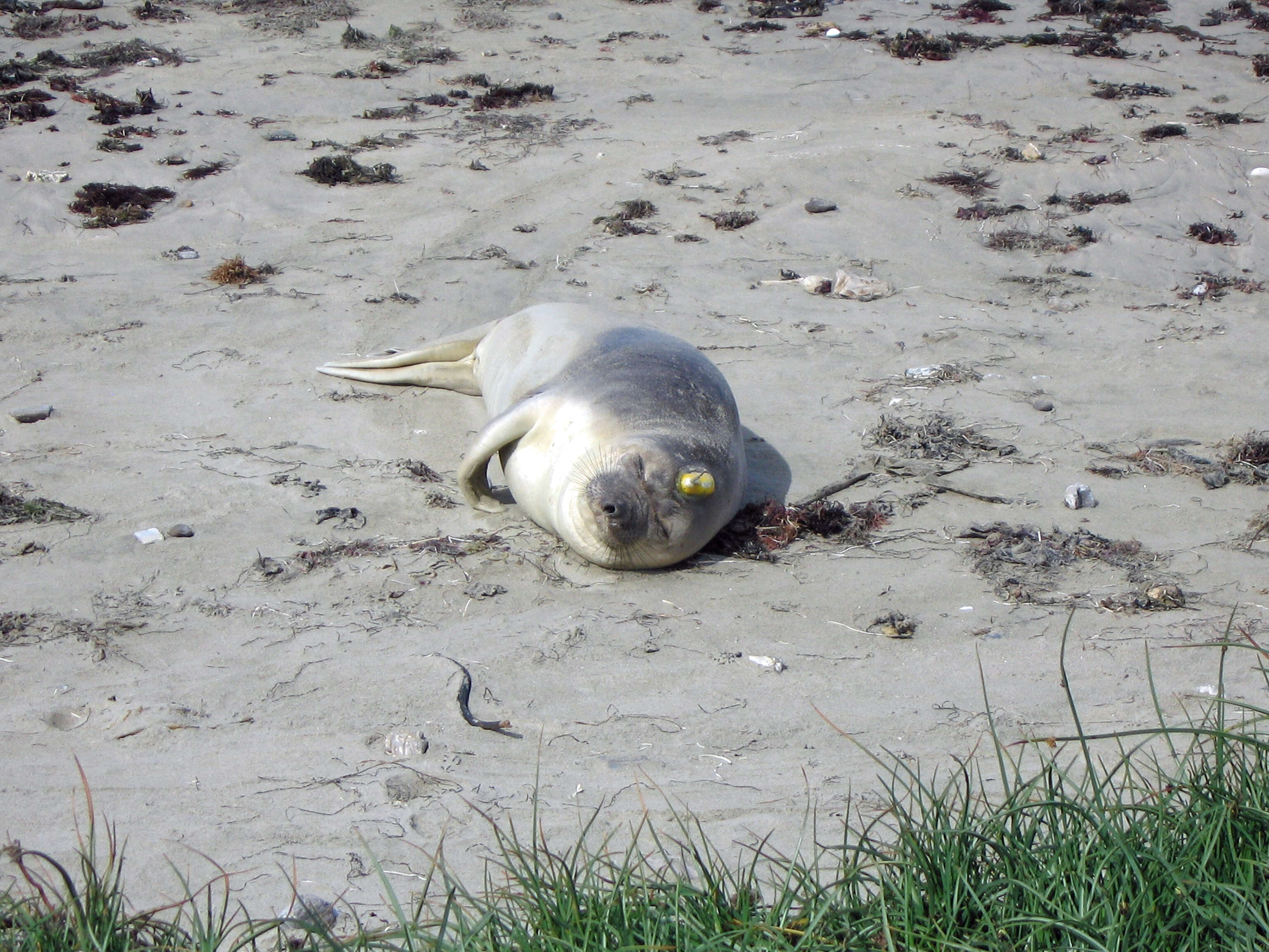 Image de Éléphant de mer du nord