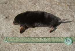 Image of Caucasian Mole