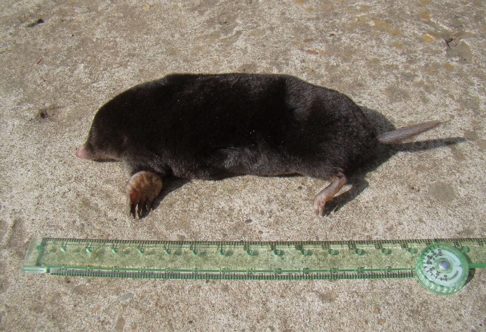 Image of Caucasian Mole