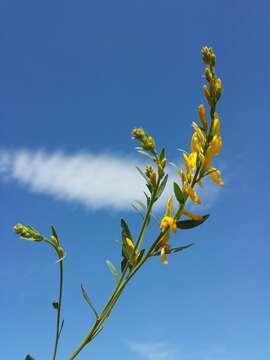 Imagem de Genista tinctoria L.