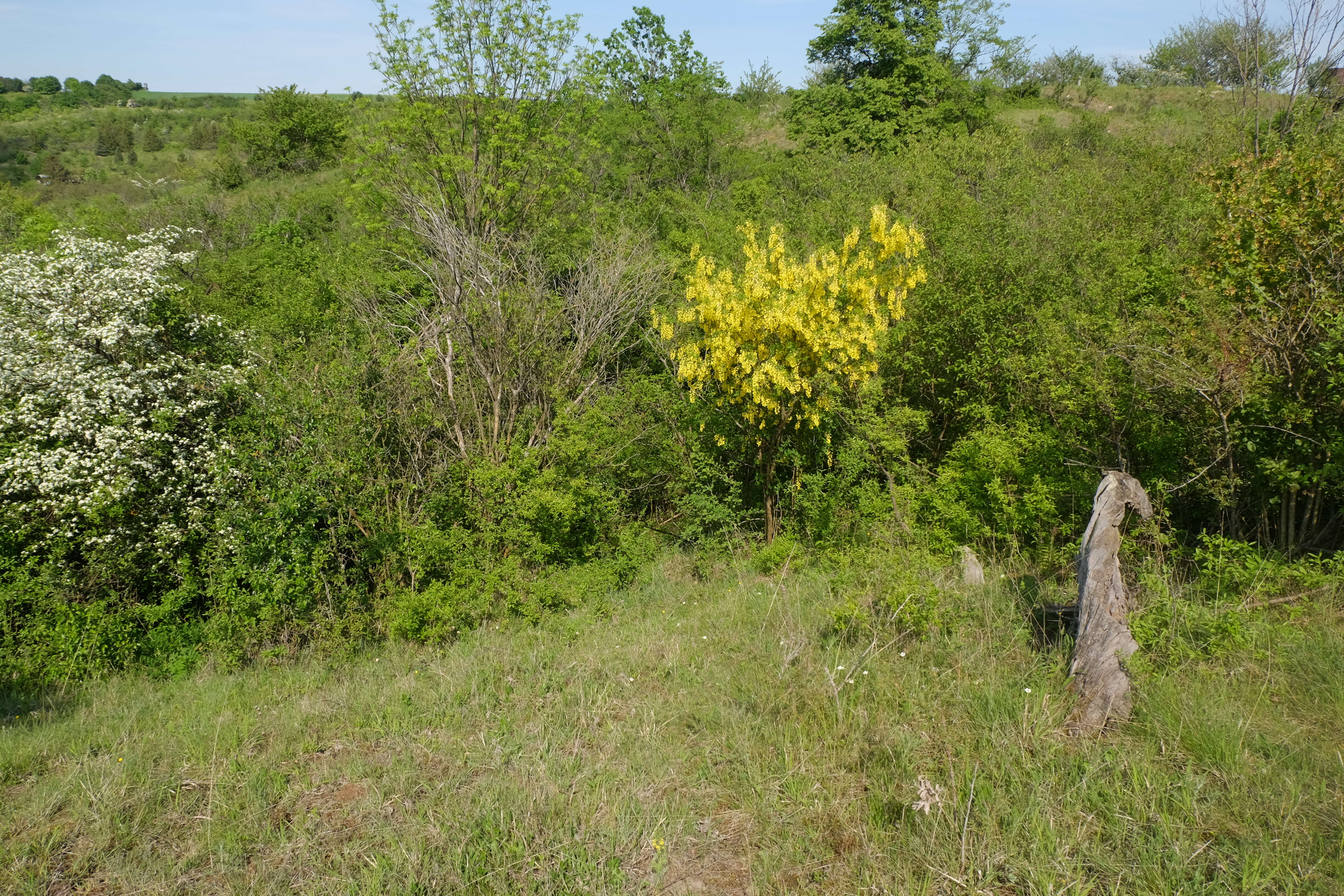 Image of Common Laburnum