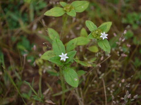 Image of rough Mexican clover