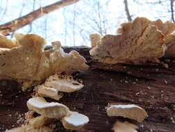 Image of Trametes pubescens (Schumach.) Pilát 1939