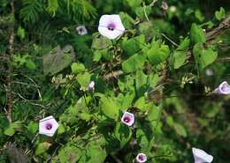 Слика од Ipomoea trifida (Kunth) G. Don