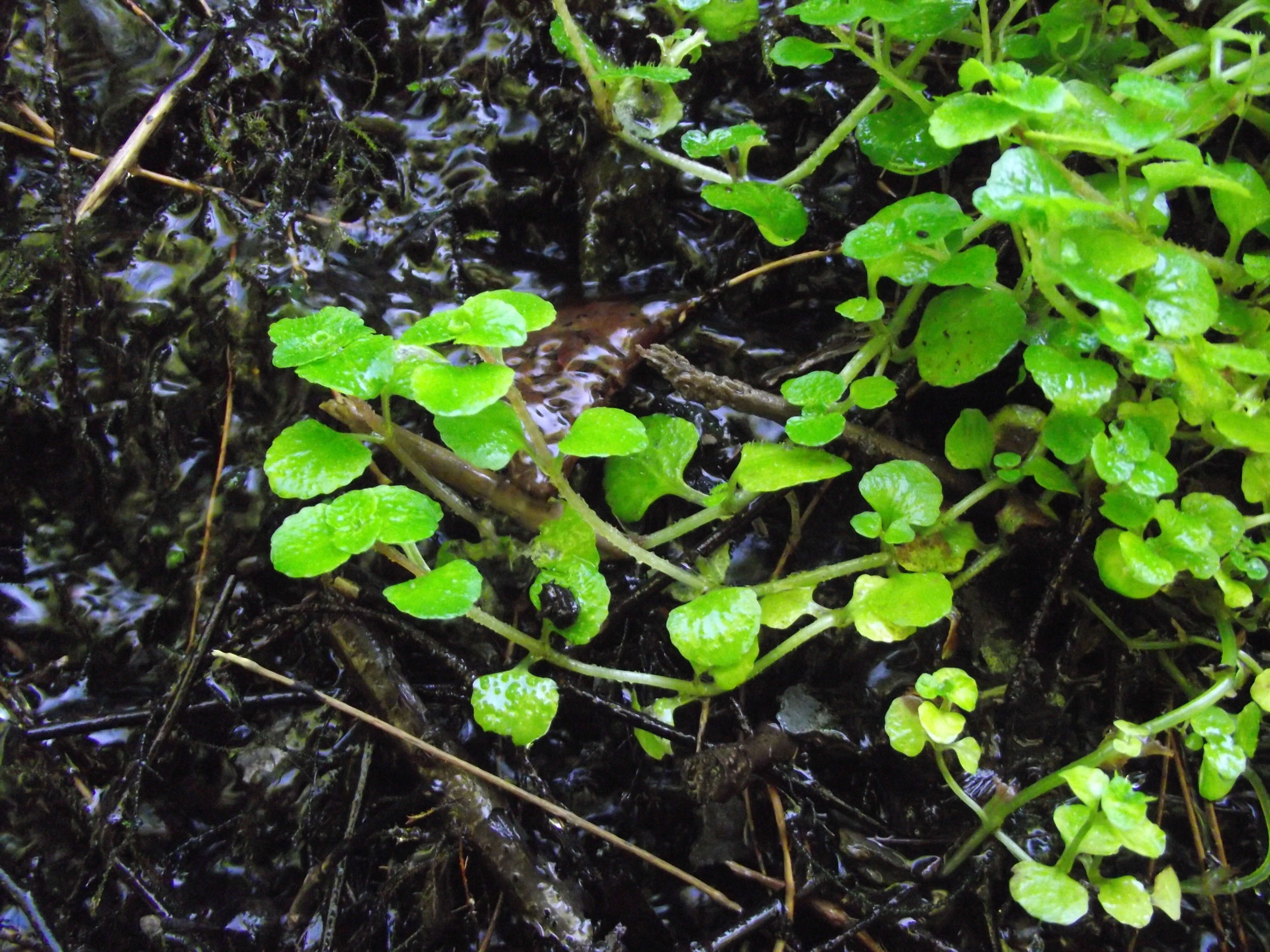 Plancia ëd Chrysosplenium oppositifolium L.