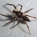Image of Allococalodes