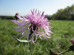 Image of brown knapweed