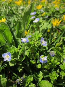 Image of birdeye speedwell