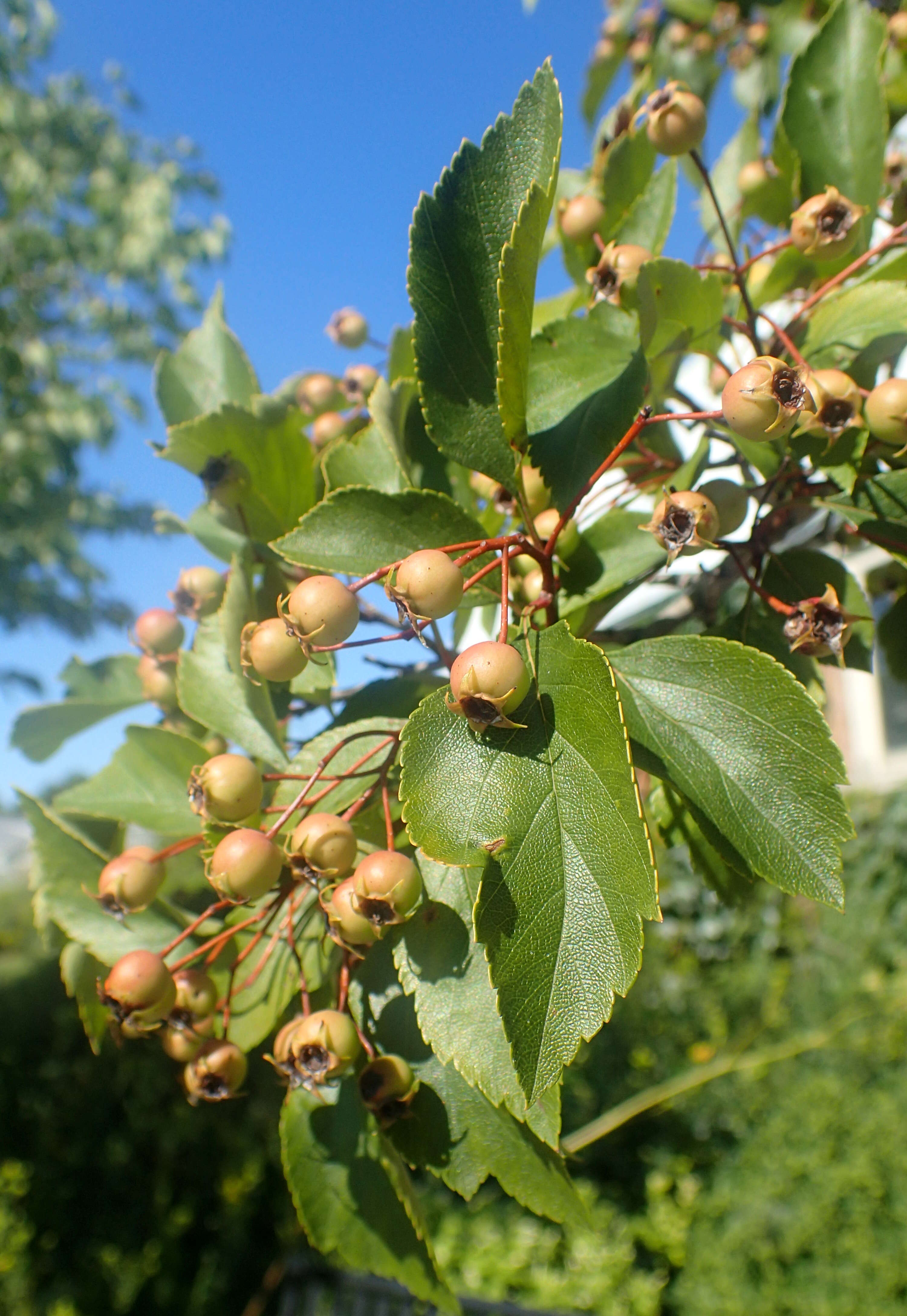 Image of glossy hawthorn