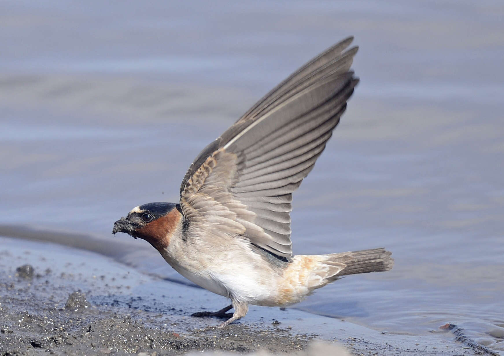 Image of American Cliff Swallow