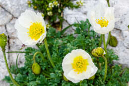 Imagem de Papaver alpinum L.