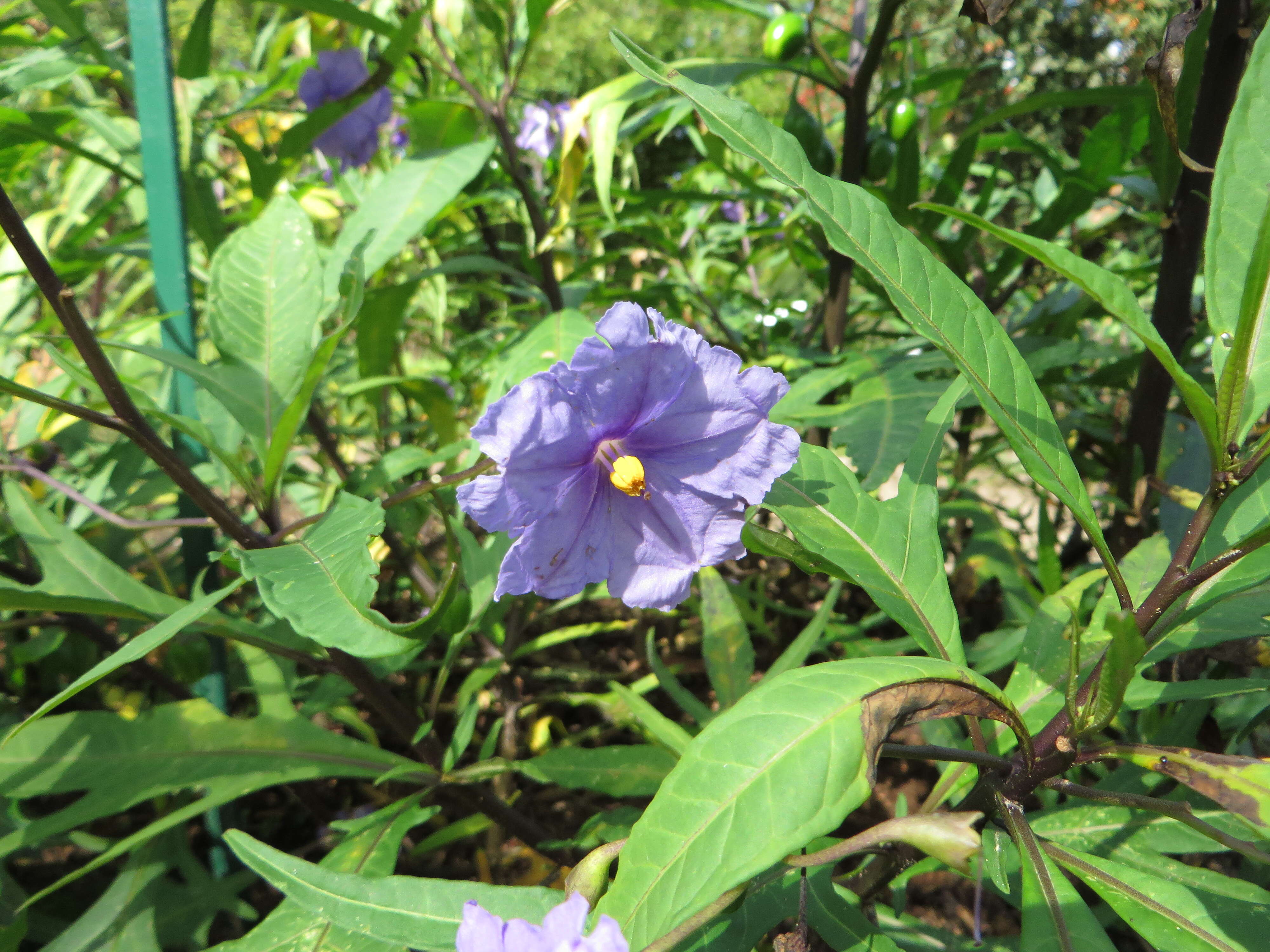 Image of Large Kangaroo Apple