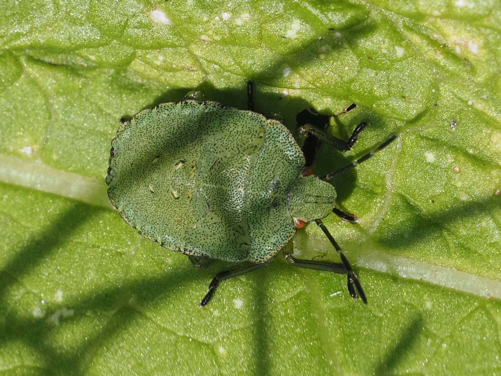 Image of Green shield bug