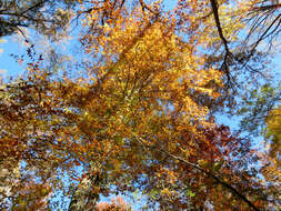 Image de Hêtre à grandes feuilles