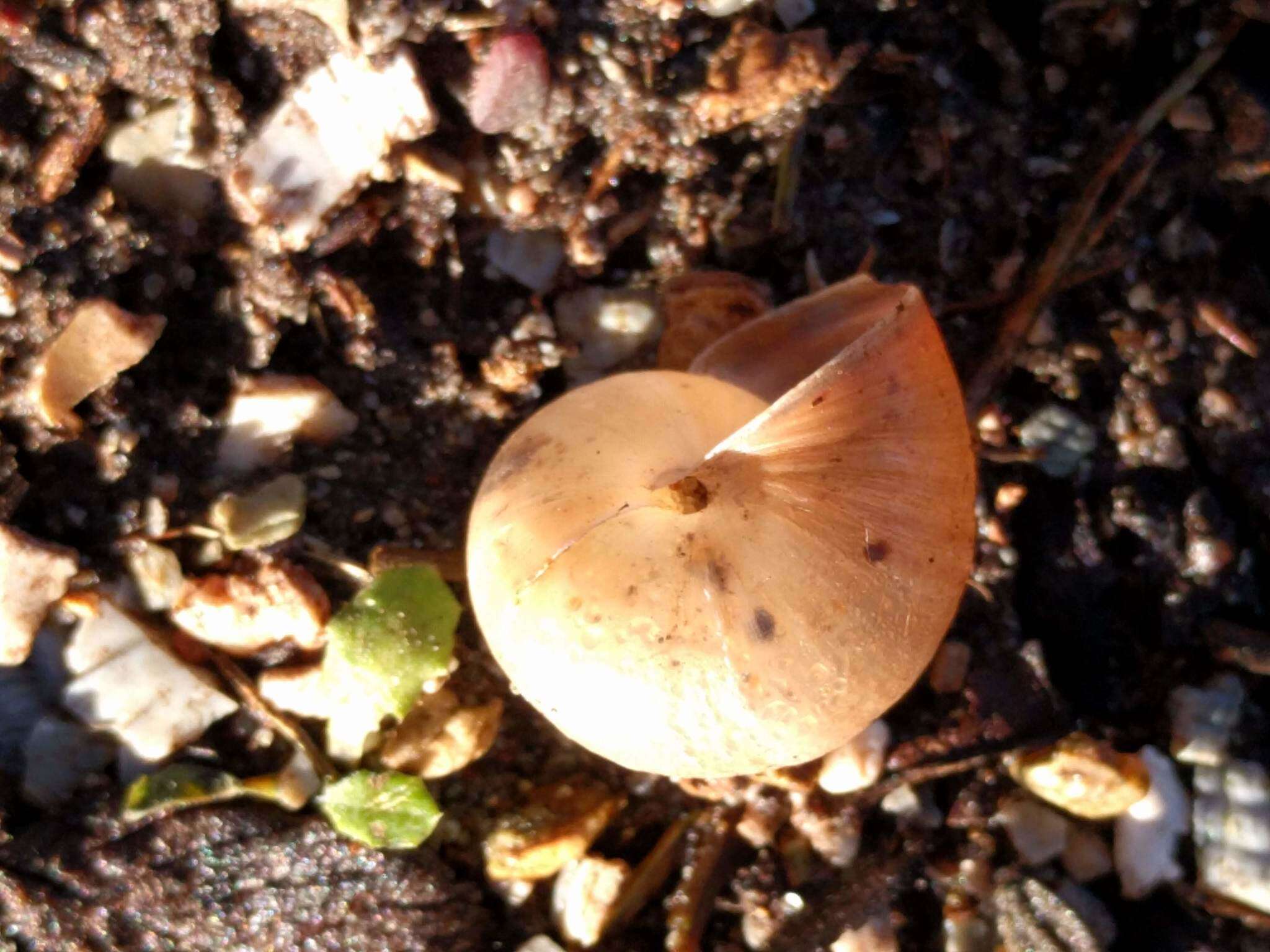 Image of Kentish gardensnail