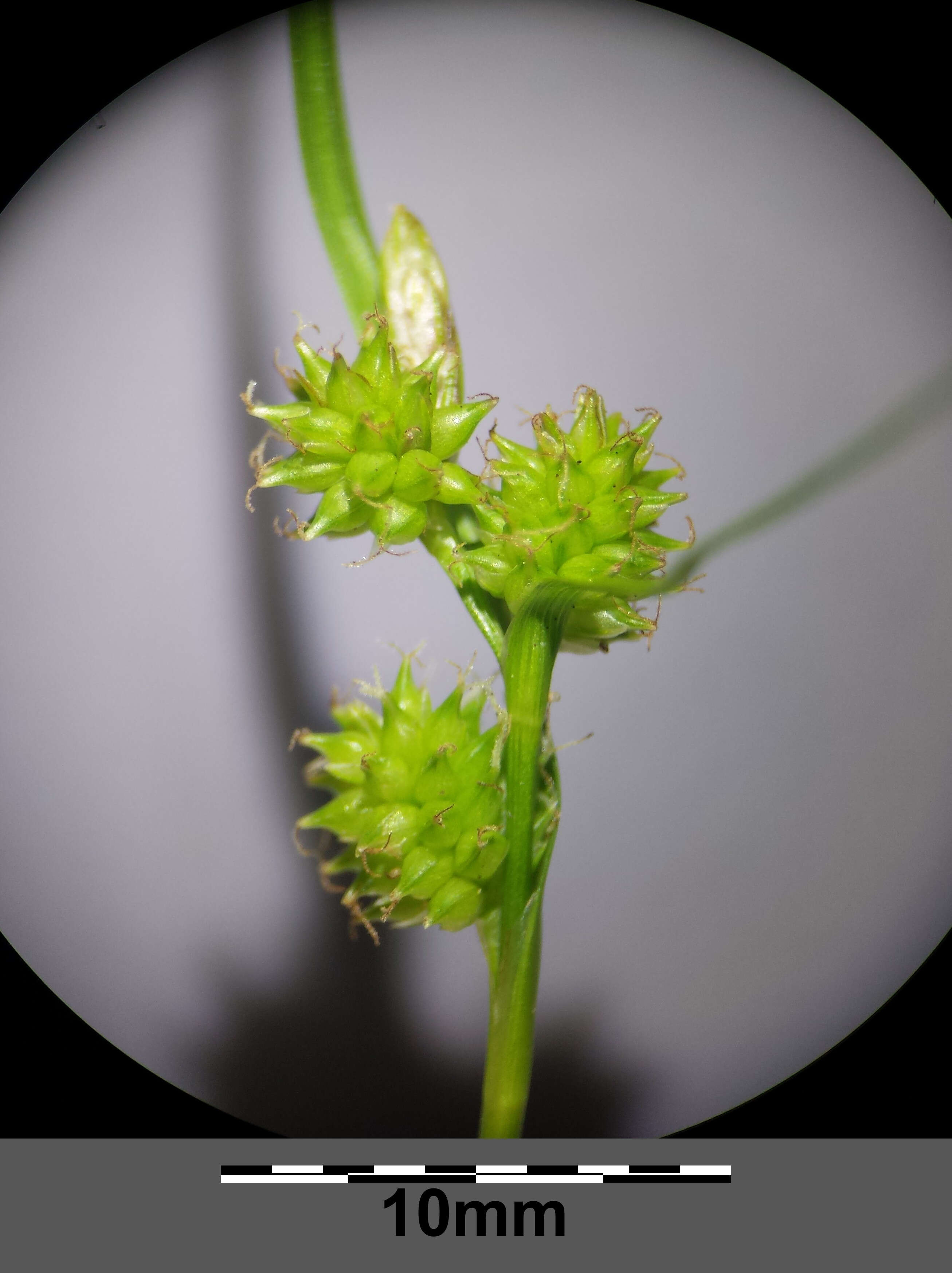 Image of Carex viridula