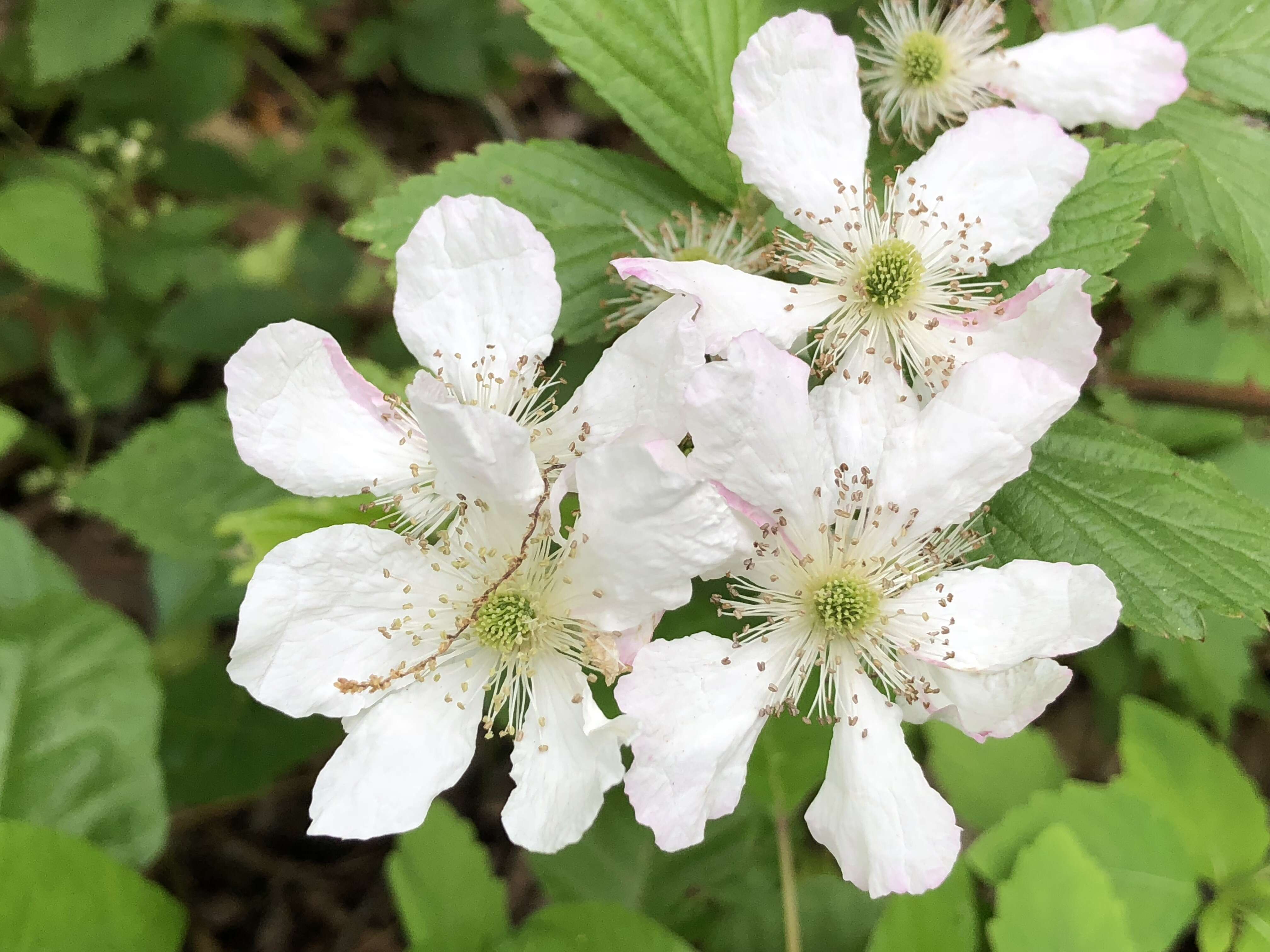 Imagem de Rubus allegheniensis Porter