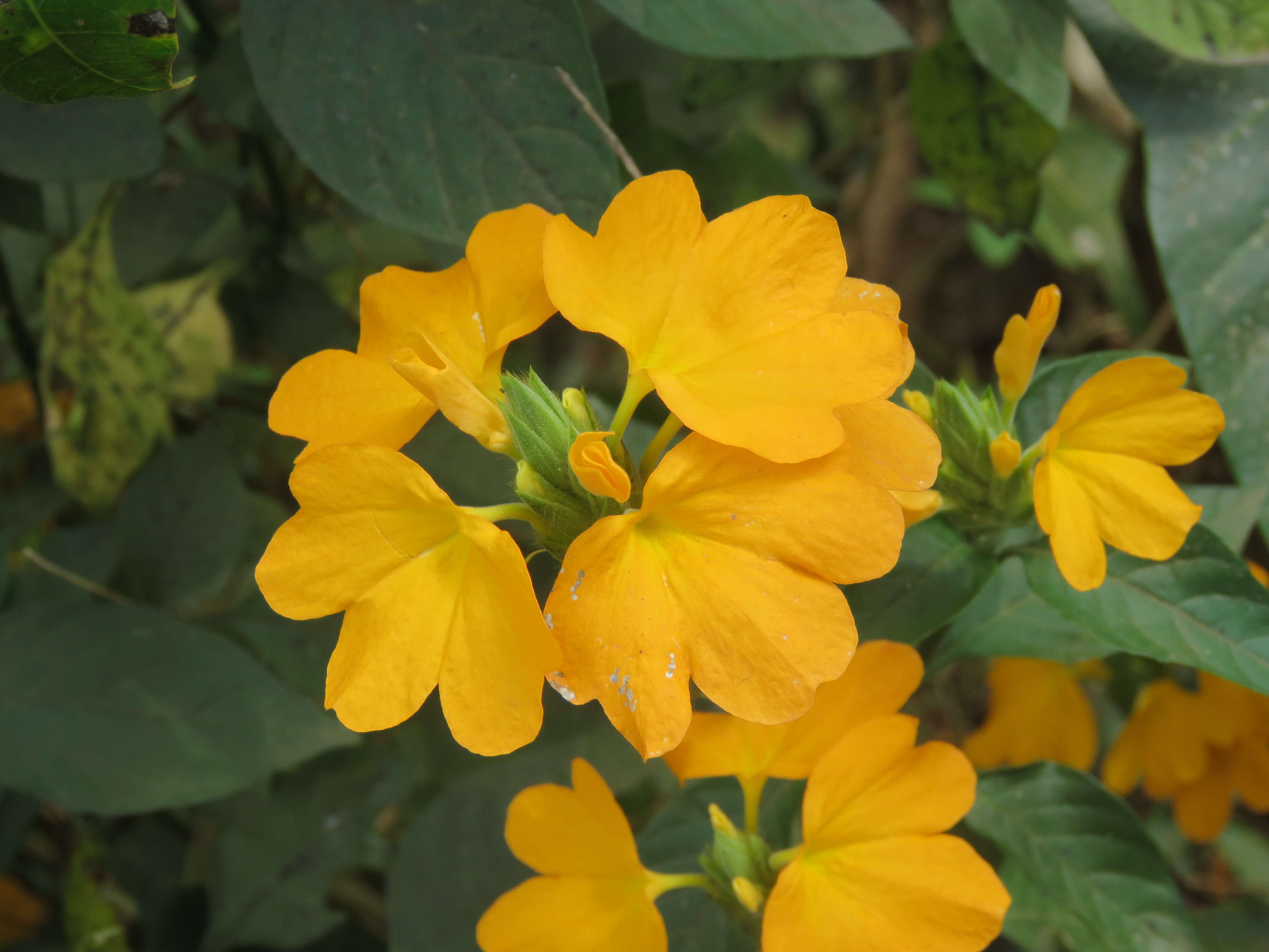 Image of Crossandra infundibuliformis (L.) Nees