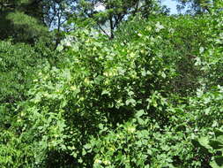 Image of hoptree