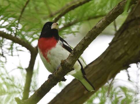 Image of Rose-breasted Grosbeak