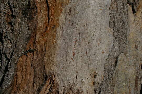 Image of Cream-striped Shinning-skink