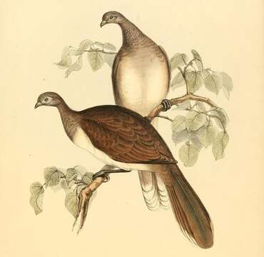 Image of White-bellied Chachalaca