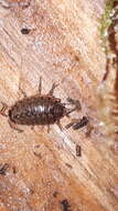 Image of Philoscia Latreille 1804