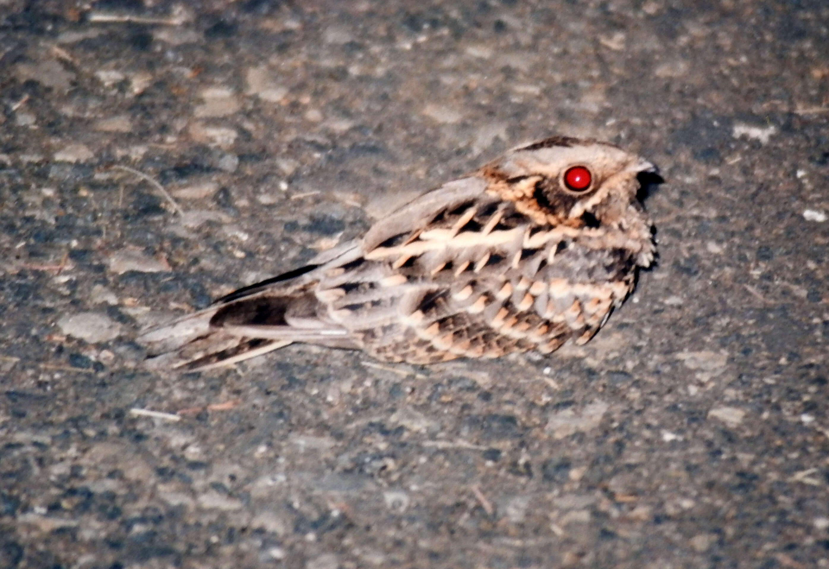 Image of Indian Nightjar