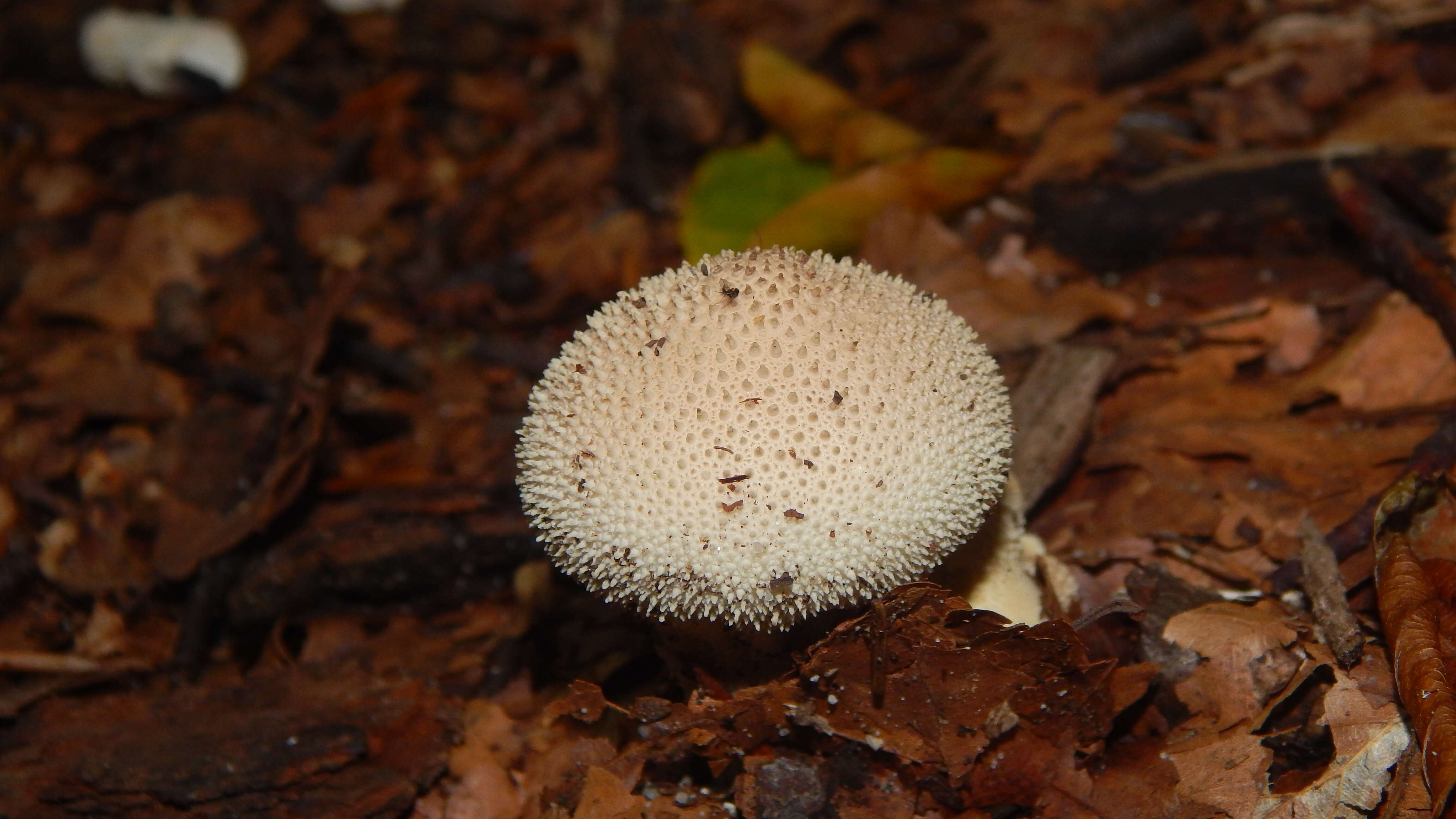 Imagem de Lycoperdon perlatum Pers. 1796