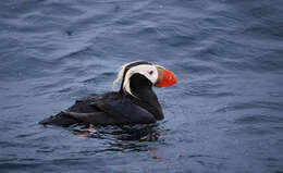 Image of Tufted Puffin