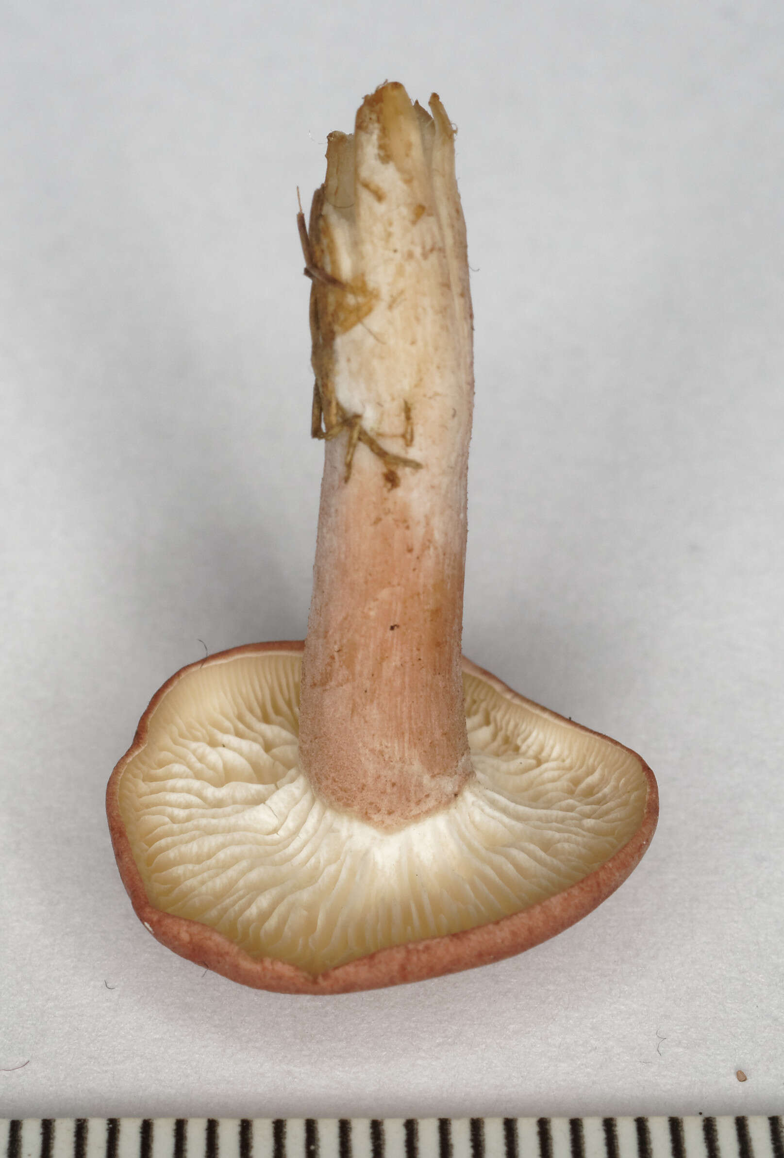 Image of Calocybe carnea