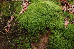 Image of Bank Haircap Moss