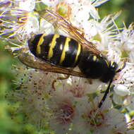 Image of Northern Aerial Yellowjacket