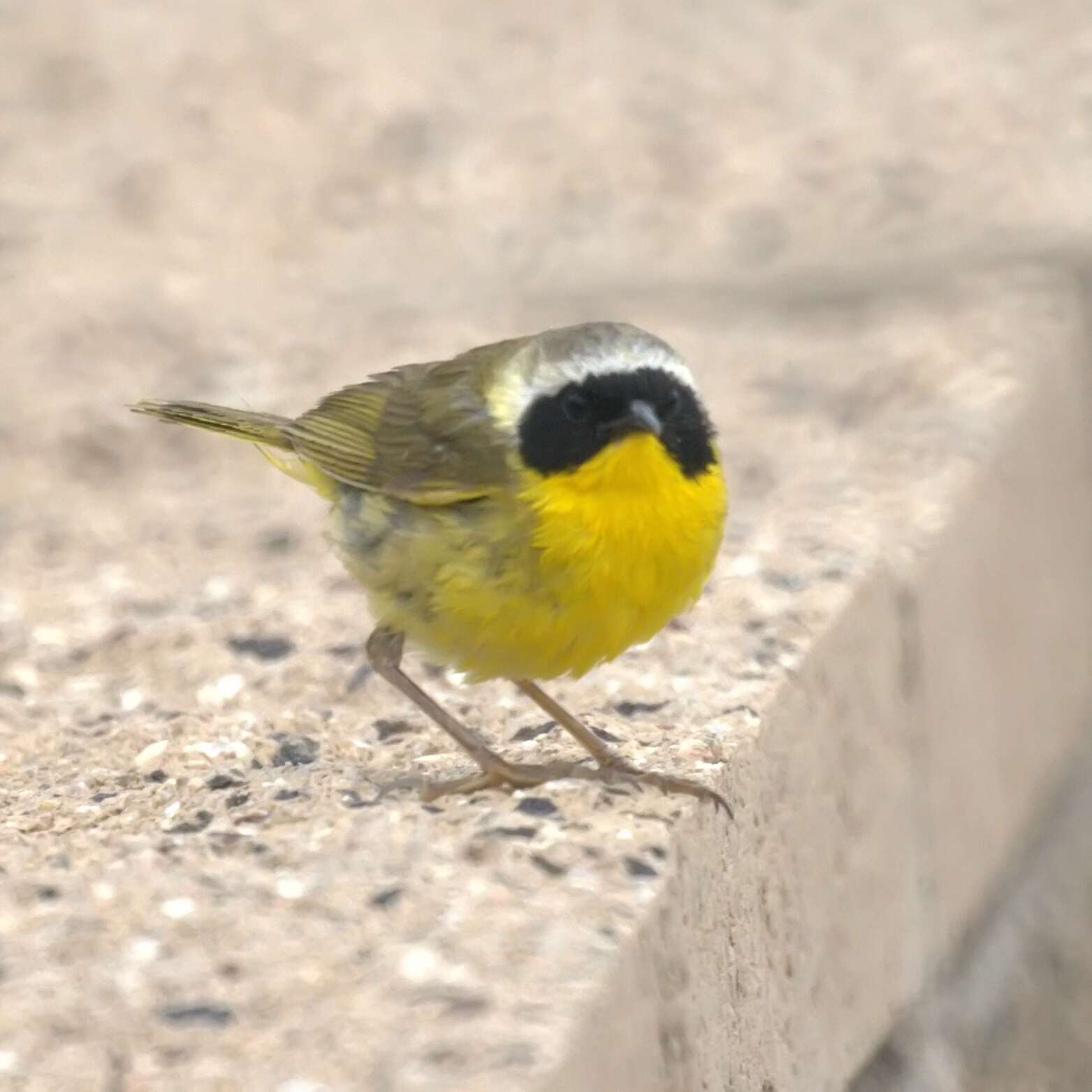 Geothlypis trichas (Linnaeus 1766) resmi