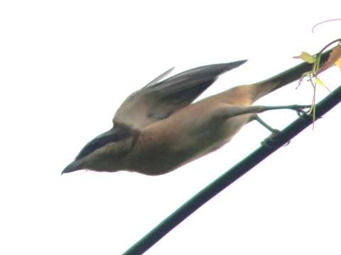 Image of Brown Shrike