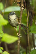 Image of Hill Prinia