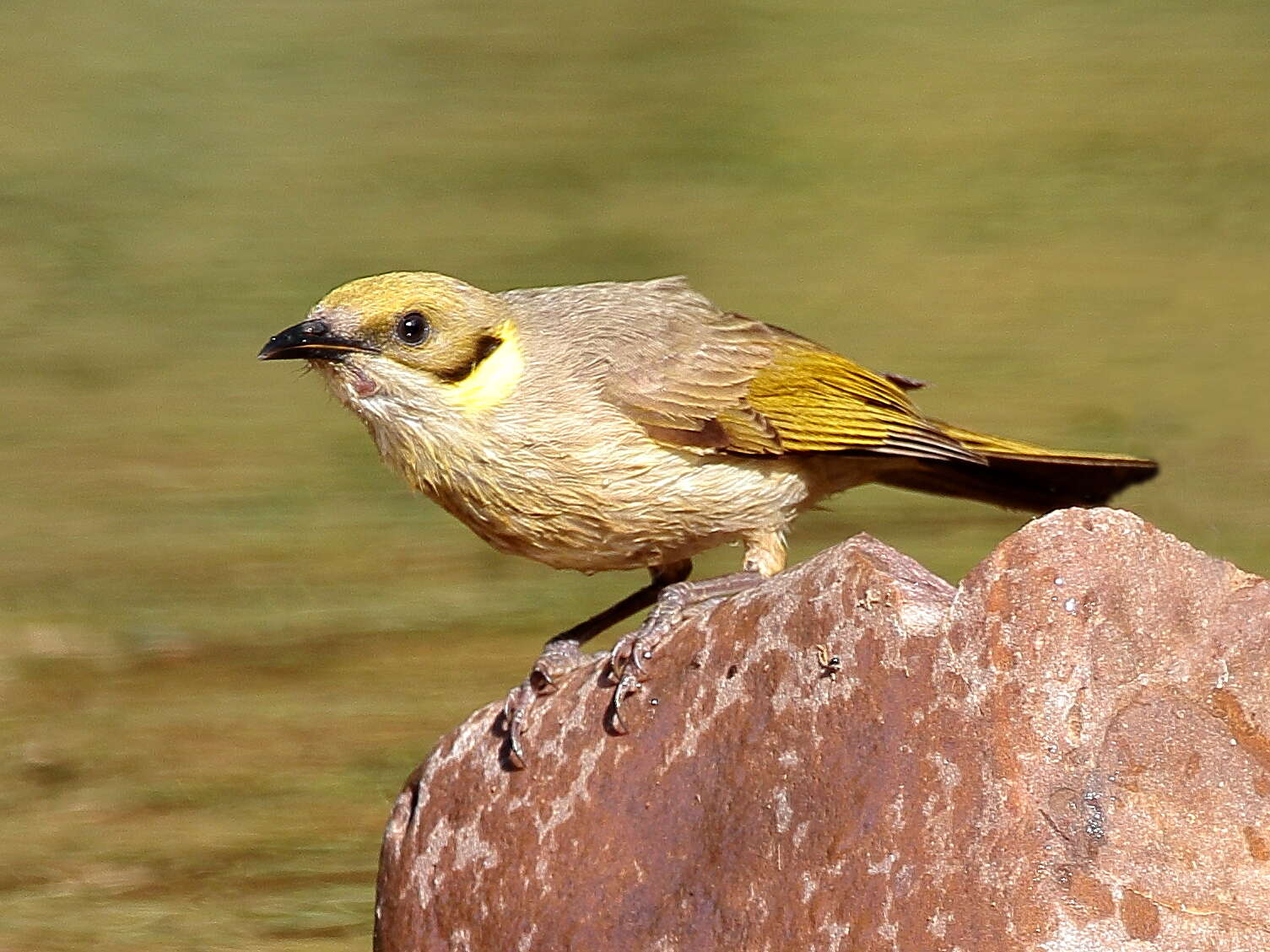 Image of Grey-fronted Honeyeater