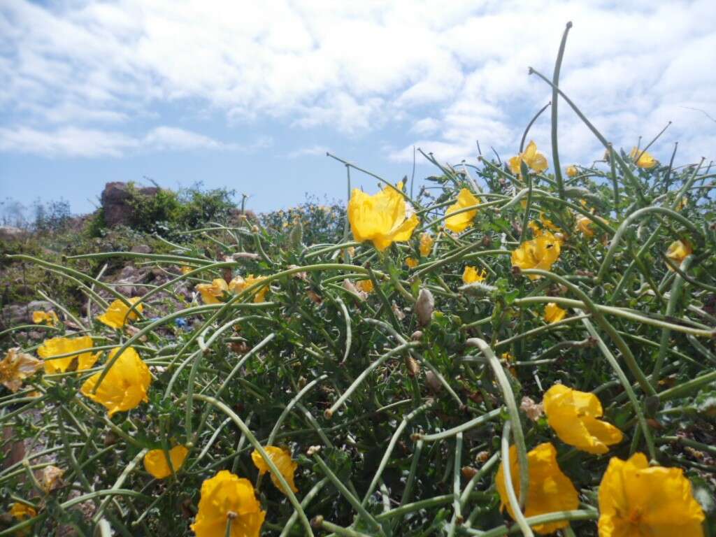 Image of Yellow Horned Poppy