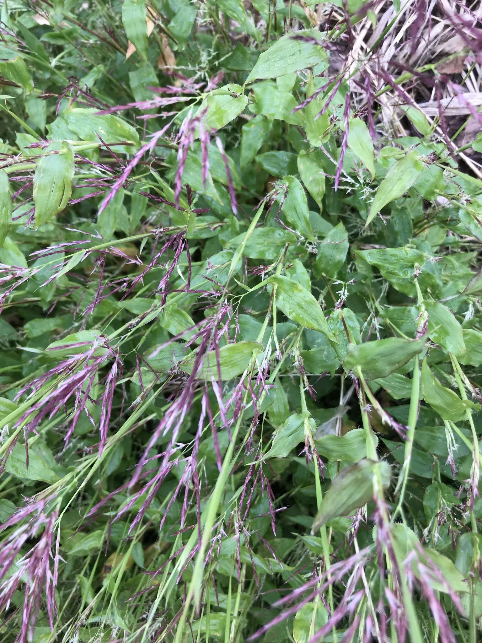 Image of small carpgrass