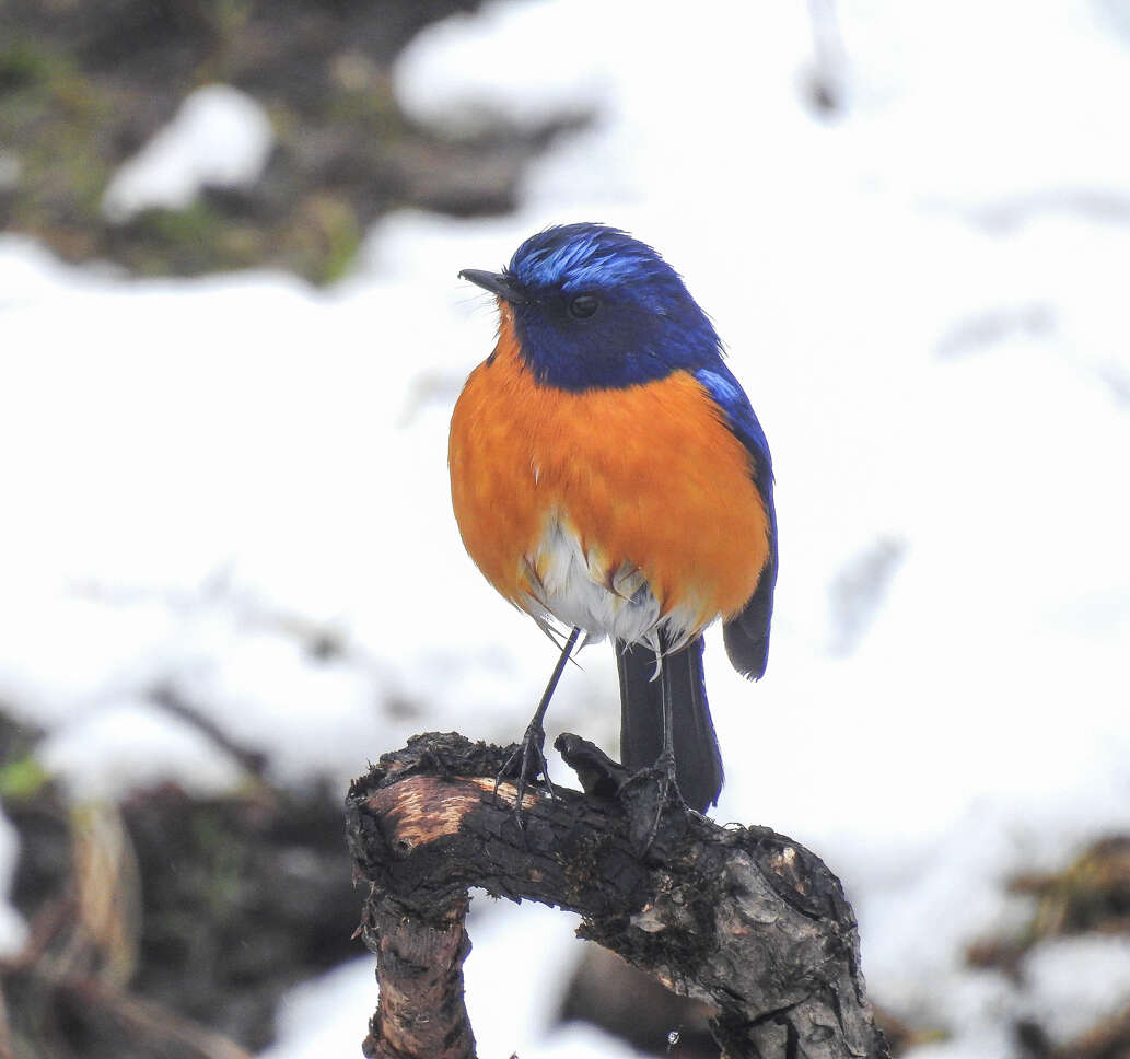 Image de Robin à ventre roux